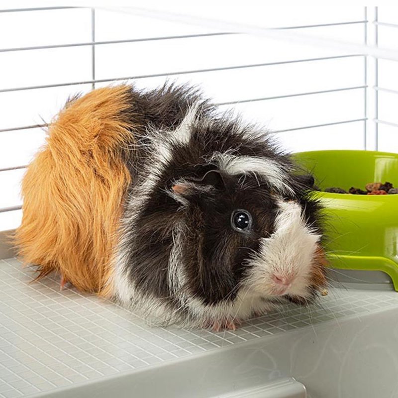 Ferplast Casita 80 Guinea pig Black, White