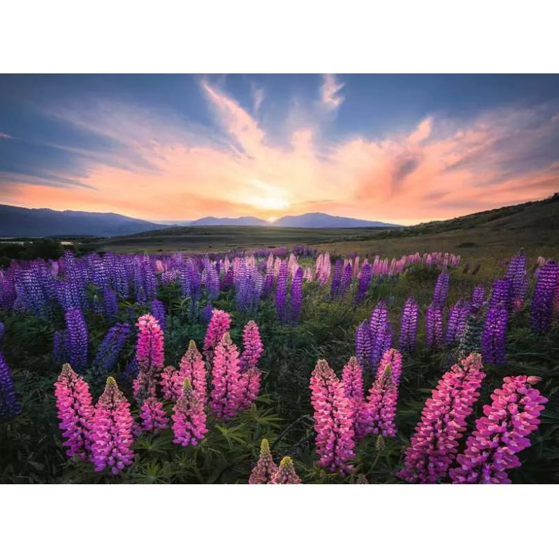 Ravensburger - Puzzle Lupins 500p (12000688)