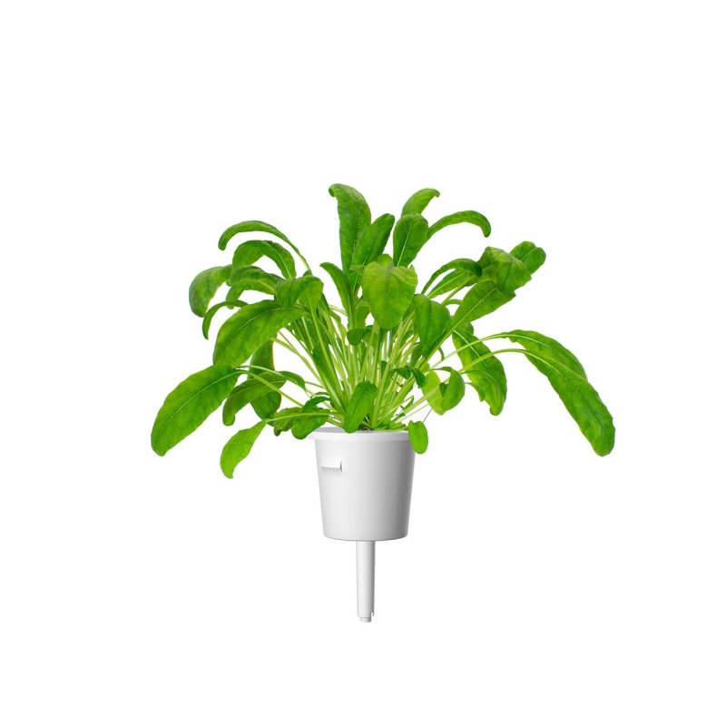 Click and Grow - Smart Garden Refill 3-pack Mibuna