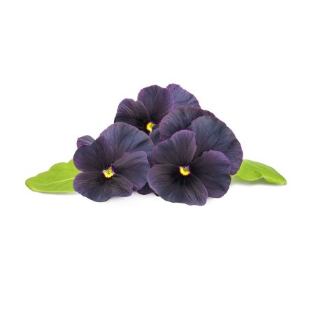 Click and Grow - Smart Garden Refill 3-pack Black Pansy