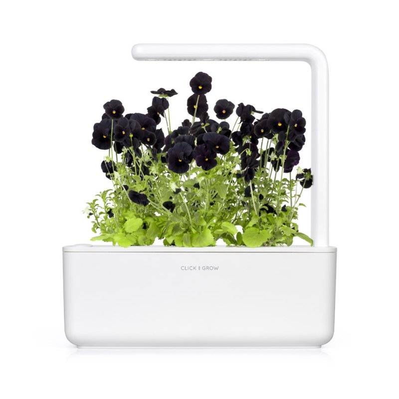Click & Grow BLACK PANSY PLANT PODS