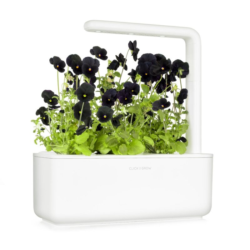 Click and Grow - Smart Garden Refill 3-pack Black Pansy