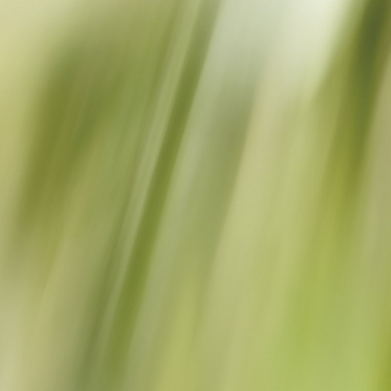 SISLEY L'EAU REVEE D'ALMA EDP 50 ML