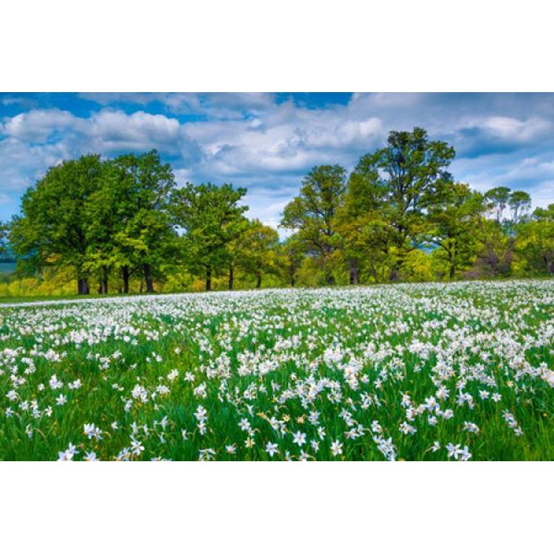 PUZ 500P CLAIRIERE FLEURIE