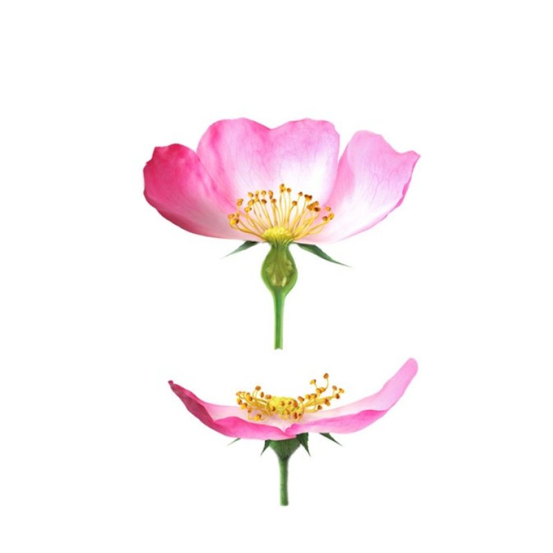 Weleda Rose musquée bio 30 ml