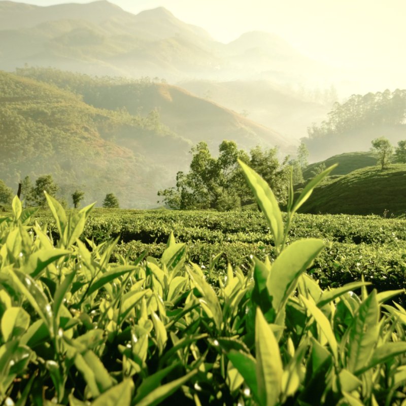 Estée Lauder Tender Light Eau De Parfum Spray 100ml