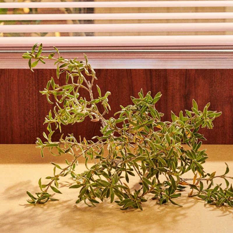 Gucci Guilty Pour Homme Intense 50ml Eau de Parfum Spray