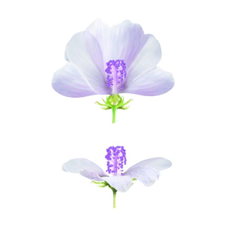 Weleda Crème protectrice Visage à la Mauve blanche 50 ml