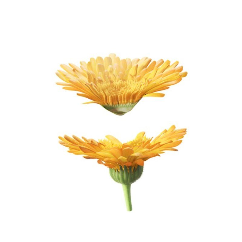 Weleda Lait corporel au Calendula 200 ml