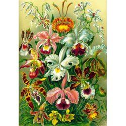 Puzzle Good Loot 1000 Imagination Ernst Haeckel Orchidea / Orchid