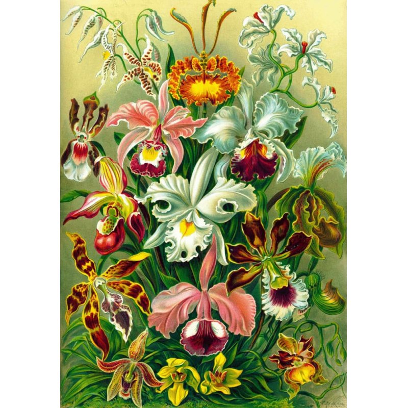 Puzzle Good Loot 1000 Imagination Ernst Haeckel Orchidea / Orchid