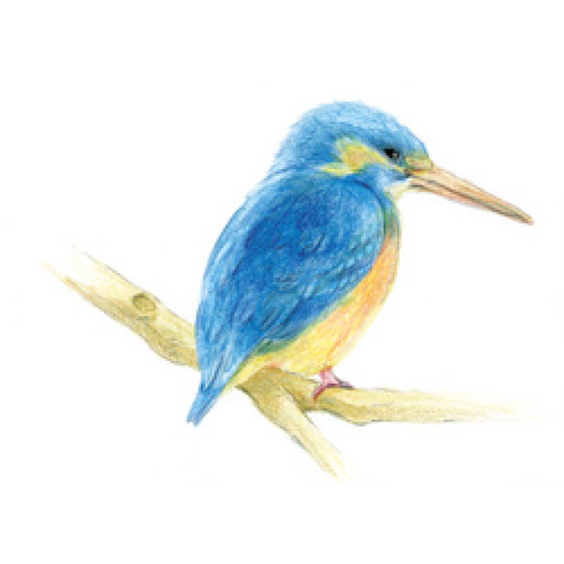 TOMBOW Kit crayon de couleur "IROJITEN"-Rainforest,Set de 30