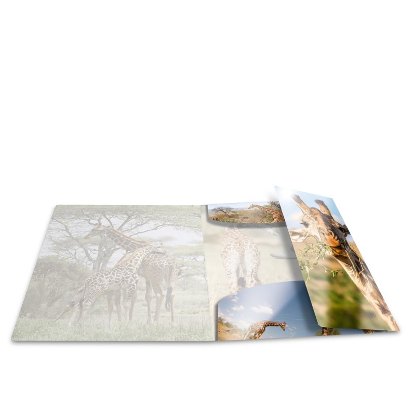 HERMA Chemise à élastiques "girafe", PP Glossy, A4