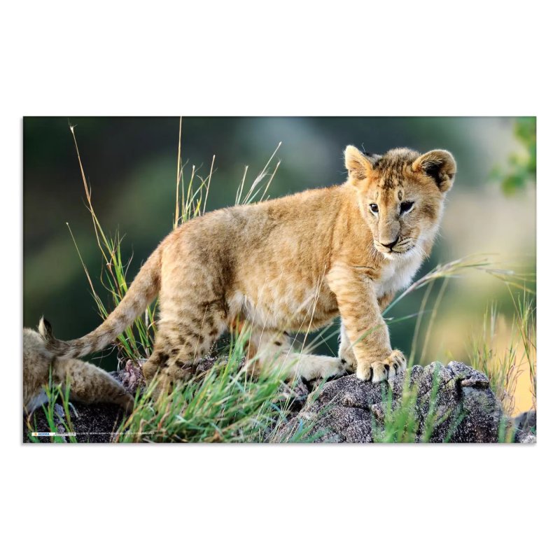 HERMA Sous-main "Animaux d'Afrique", (L)550 x (H)350 mm