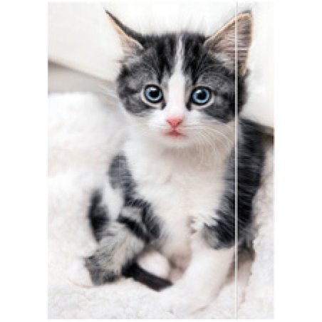 RNK Verlag Carton à dessin "Chaton", A3