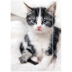 RNK Verlag Carton à dessin "Free Horses", A3