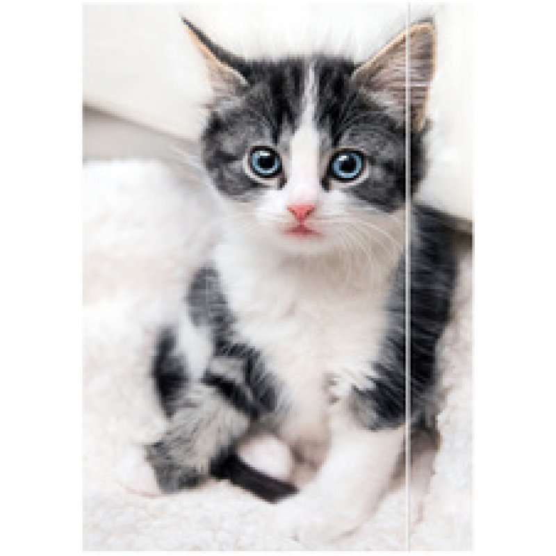 RNK Verlag Carton à dessin "Free Horses", A3