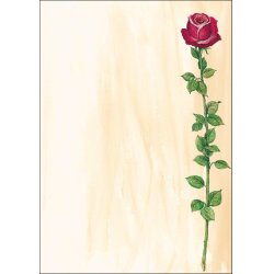 sigel Papier à motif, A4, 90 g/m2, motif "Rose Bloom"