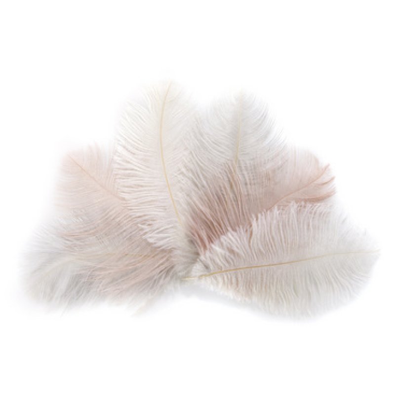 folia Plumes d'autruche, longueur : env. 170 mm, assorti