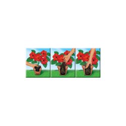 COMPO SANA Terreau de rempotage de qualité pour fleurs, 20 l