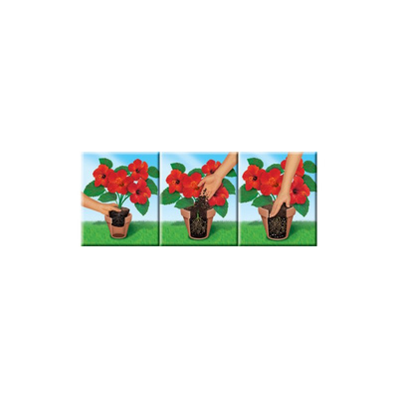 COMPO SANA Terreau de rempotage de qualité pour fleurs, 50 l