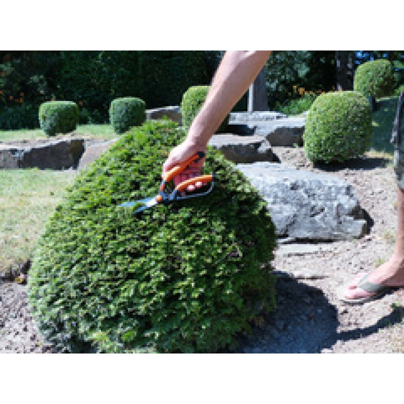 Garten PRIMUS Cisaille à buis, petit, longueur : 260 mm