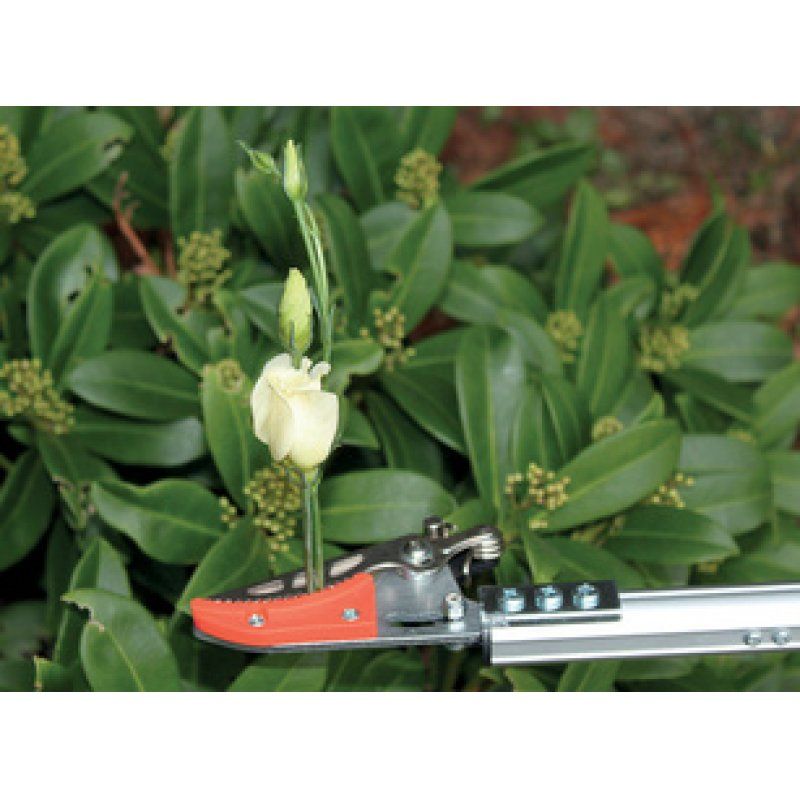 Garten PRIMUS Coupe-branches "Cavalier à la rose", petit