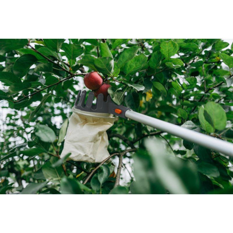 Bradas Cueille-fruits, à manche télescopique, argent/orange