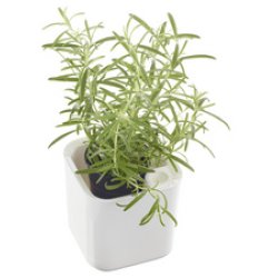 orthex Pot à herbes aromatiques EDEN, largeur: 120 mm, blanc