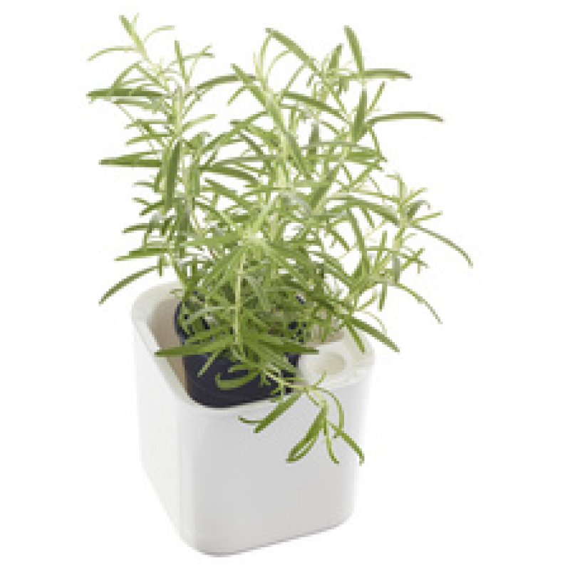 orthex Pot à herbes aromatiques EDEN, largeur: 120 mm, blanc