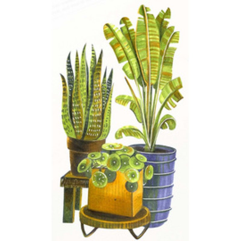 COPIC Marqueur ciao "LAYER & MIX Starter Set", Botanic