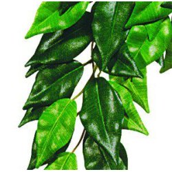 Exoterra - Ficus M - Green