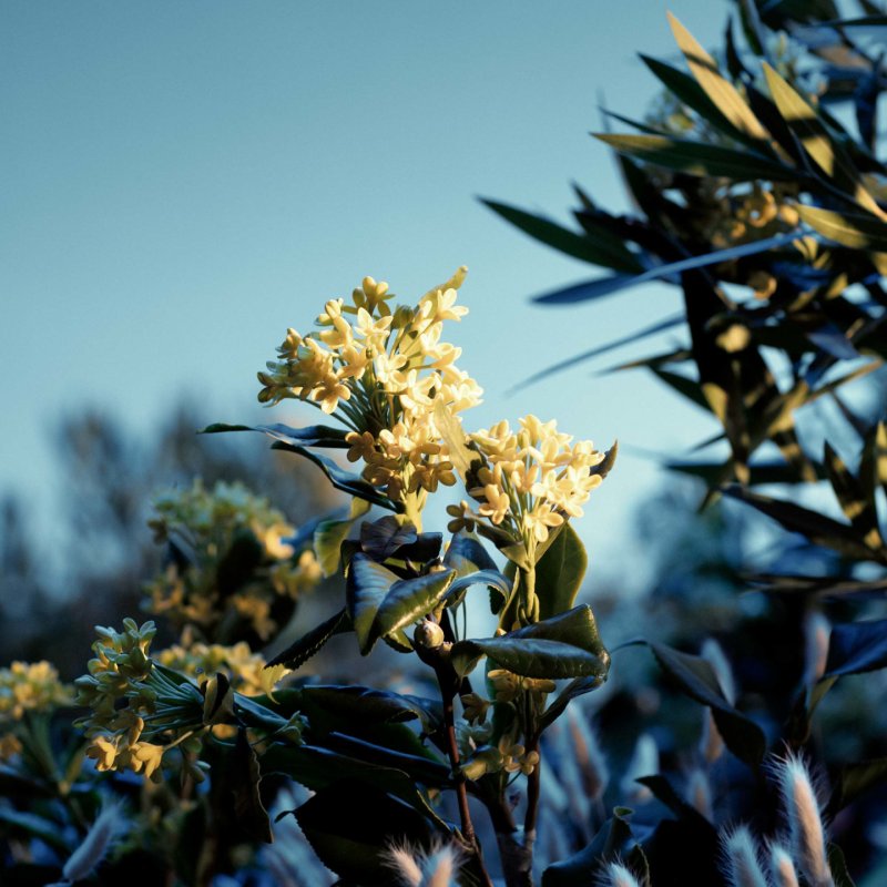 Estée Lauder Paradise Moon Eau De Parfum 100ml