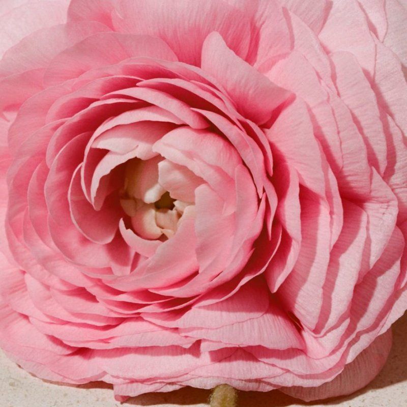 Burberry Her, 100 ml (Tester)