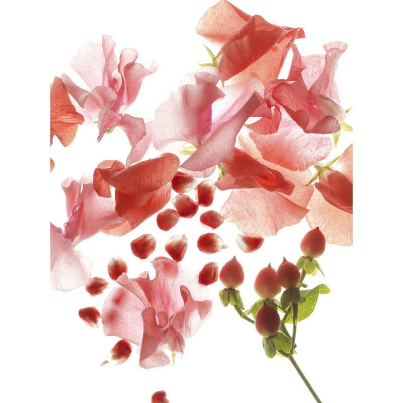 BVLGARI Omnia Coral Eau De Toilette 65ml