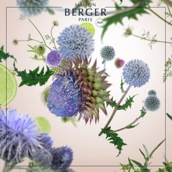 Maison Berger Paris Chardon Sauvage Fragrance, Plastic, Transparent, 1 L