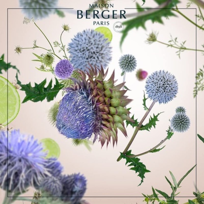 Maison Berger Paris Chardon Sauvage Fragrance, Plastic, Transparent, 1 L