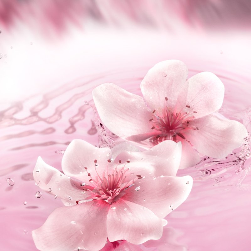 Estée Lauder Dream Dusk 100 ml Femmes