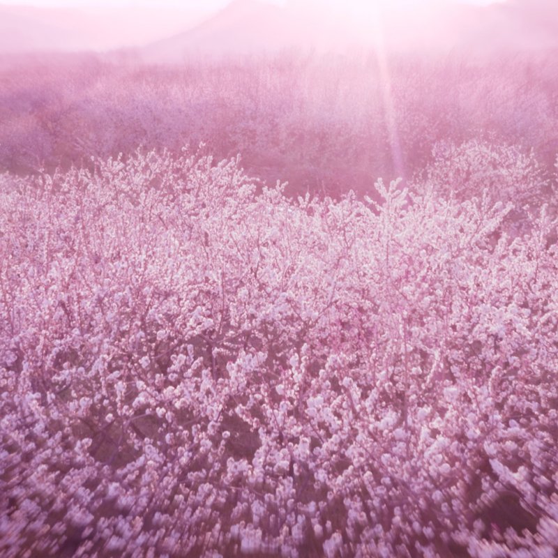 Estée Lauder Dream Dusk 100 ml Femmes