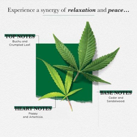 Solinotes Zen Meadow Perfume for Women - Eau de Parfum | Delicate Floral