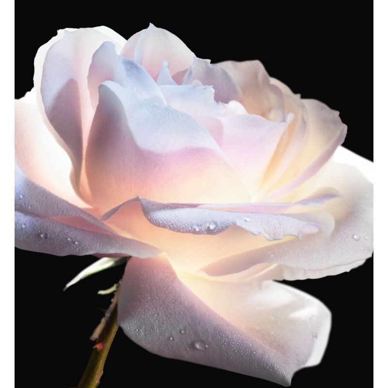 Dior Prestige La Micro-Huile de Rose Advanced Sérum visage 75 ml Femmes