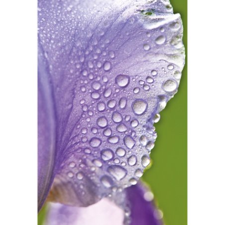 Iris Regenerating Night Cream (N)