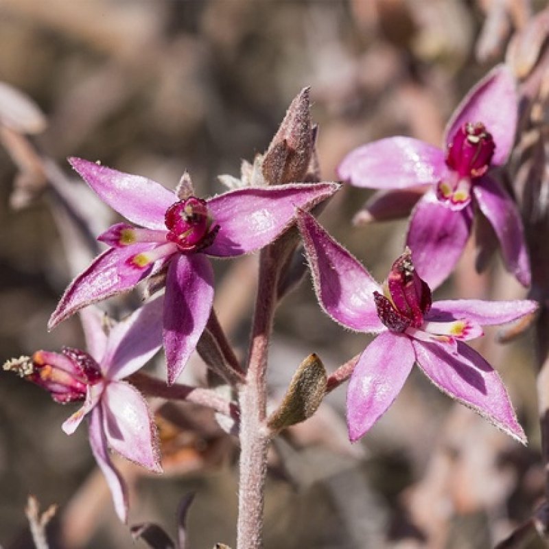 Weleda Ratanhia Toothpaste 75ml