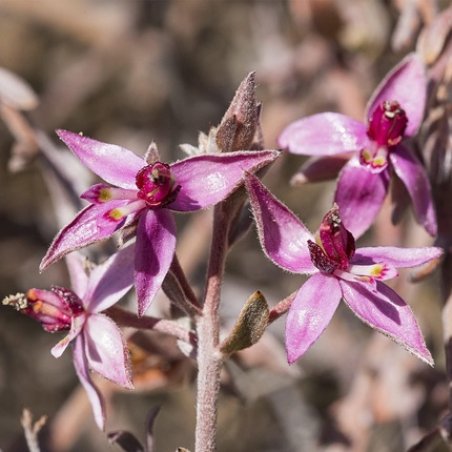 Weleda Ratanhia Toothpaste 75ml