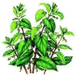 Organic Nettle Juice