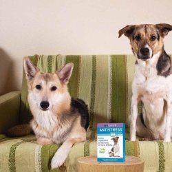 Vetoform Anti-Stress Calming Dog Collar