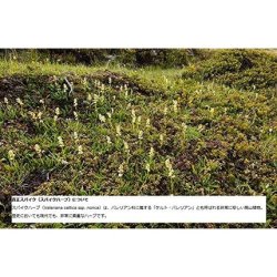 Speick Shampoo and Shower Gel 250ml