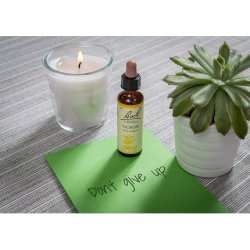 Nelsons Bach Flower Gorse 50ml