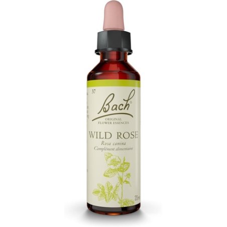 Bach Flowers Original Wild Rose No. 37 for More Ambition