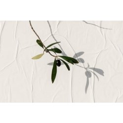 KORRES Olive Nourishing Conditioner